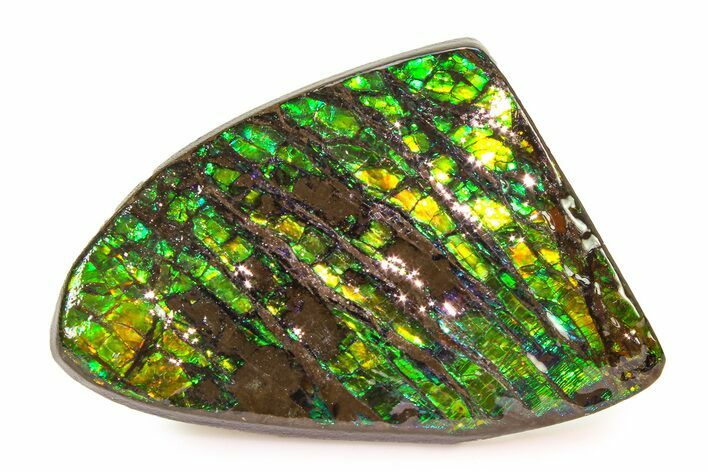 Iridescent Ammolite (Fossil Ammonite Shell) - Brilliant Greens #336269
